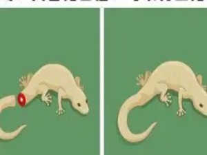 动物的再生能力：从壁虎尾巴到“永生”水螅