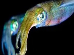 生物发光：自然界的“冷光”奇观