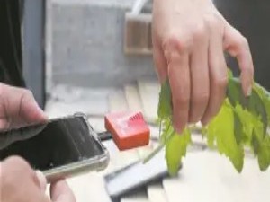 植物也能“听见”：声波对植物的隐秘影响