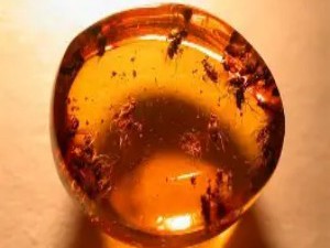 琥珀：远古时空的“生物封印”