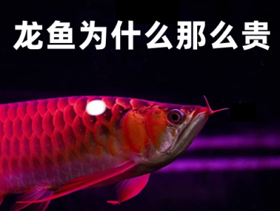 龙鱼为什么那么贵_龙鱼价格贵的原因