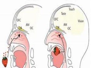 为什么捏住鼻子就尝不出味道？