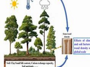 如何通过树木年轮追溯古代气候？