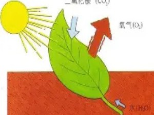 光合作用不止一种：C3、C4与CAM途径