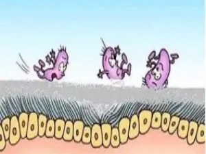 疫苗接种的群体免疫屏障如何形成？