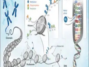 表观遗传学：生活方式如何“写入”你的基因指令