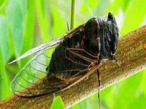 为什么蝉夏天会叫得那么响？