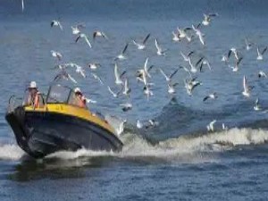  动物的“第六感”：感知地球磁场