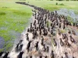 动物迁徙的导航奥秘：内置的多重“罗盘”