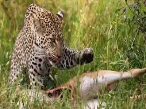 动物的自我治疗行为：自然界中的“药箱”