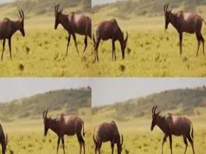 动物的“仪式化”战斗：为何雄性争斗很少致命？