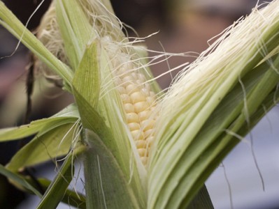 为什么玉米会“长胡须”_玉米长玉米须的原因