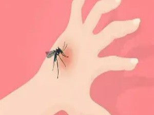 蚊子叮咬引发瘙痒的免疫学过程