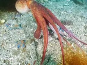 章鱼：地球上的“外星生物”智能