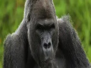 人类为何“褪去”体毛：一场持续百万年的进化抉择