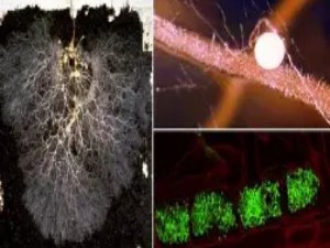植物的“交谈”：地下的菌根网络与化学警报