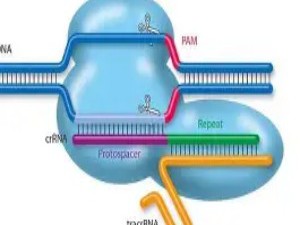 CRISPR-Cas9：基因的“分子剪刀”如何工作？
