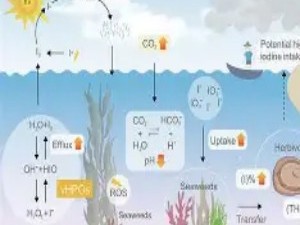海洋酸化：无声的生态危机