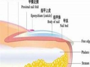 指甲是怎么长出来的？