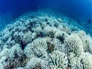 珊瑚白化：海洋“热带雨林”的生态警报